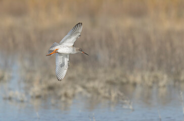 Common Sandpiper Tringa or Actitis hypoleucos wading