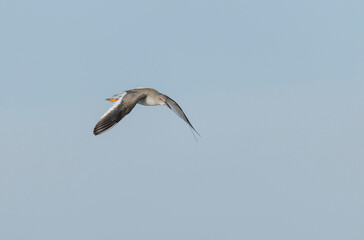 Common Sandpiper Tringa or Actitis hypoleucos wading