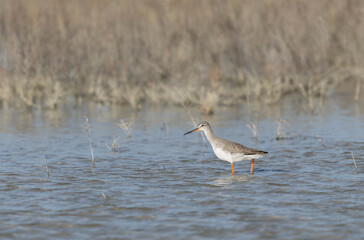 Common Sandpiper Tringa or Actitis hypoleucos wading