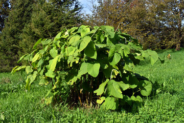 Green leaves and white flowers of the hoja santa (Piper auritum)