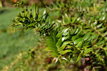 Detail of the green leaves of the bunya pine (Araucaria bidwillii)