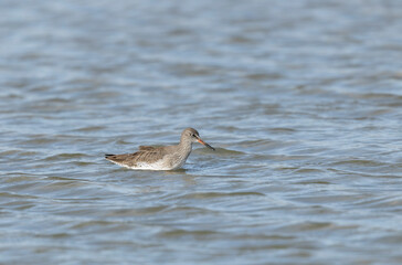 Common Sandpiper Tringa or Actitis hypoleucos wading