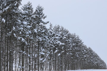 12月の新篠津村　大雪の翌日