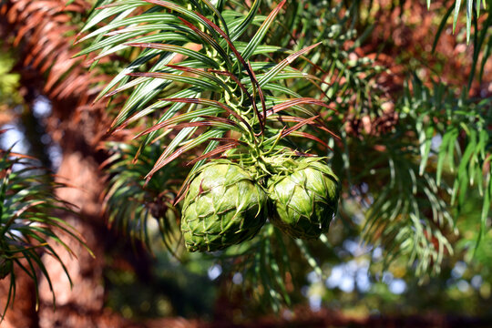 Female flowers or cones of the conifer Cunninghamia lanceolata on a branch