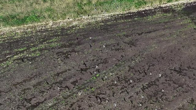 hillside strewn with birds flying queltehues.
This field is in the novitiate area, vegetables are planted in the winter months