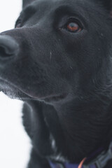 Close up of a black lab's face. Macro photo of dog eye staring off camera.