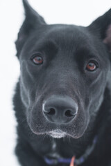Close up of a black lab's face. Macro photo of dog eye staring off camera.