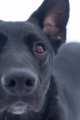 Close up of a black lab's face. Macro photo of dog eye staring off camera.