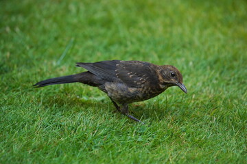 blackbird in the garden