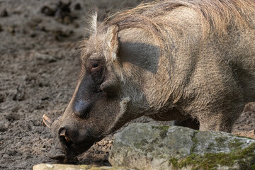 Fototapeta premium common warthog, standing very near by