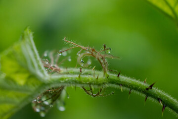 rain drops on a leaf