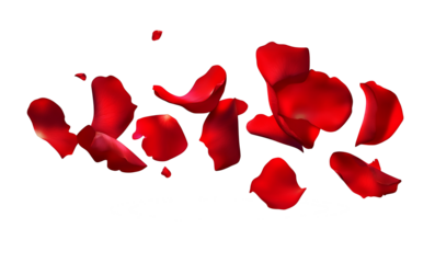 a falling or flying red fragrant  rose flower petals isolated on a transparent background,  png


