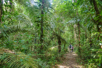 Tambopata, Peru - 27 Nov, 2024: Guided nature walks from an ecotourism lodge in the Amazon rainforest