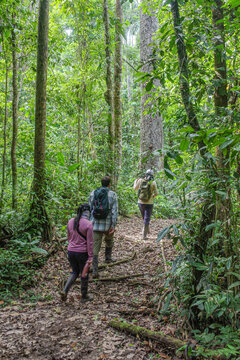 Tambopata, Peru - 27 Nov, 2024: Guided nature walks from an ecotourism lodge in the Amazon rainforest