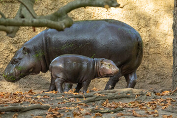 Pygmy hippopotamus Choeropsis liberiensis with mother