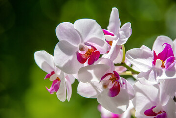 Branch of a white orchid on a green natural background
