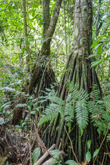 Tambopata, Peru - 26 Nov, 2024: Socratea exorrhiza, a walking palm or cashapona, a palm tre native to rainforests in tropical Central and South America