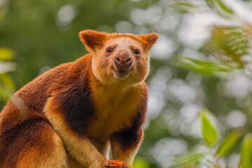 Goodfellow's Tree Kangaroo, portrait of very cute rare red animal.