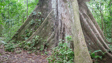 Tambopata, Peru - 28 Nov,  2024: Base roots of a giant Ceiba Pentranda tree in the Peruvian Amazon