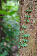 Tambopata, Peru - 27 Nov, 2024: Tropical climber growing on the bark of a rainforest tree in the Peruvian Amazon