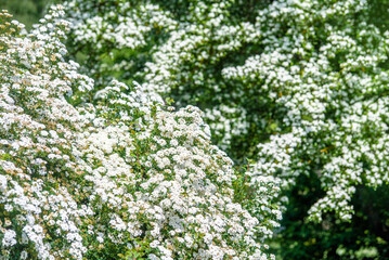 Spirea bushes bloom in the spring in May
