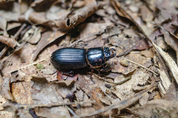 Tambopata, Peru - 27 Nov, 2024: Passalid beetle or bessbug in the Peruvian Amazon