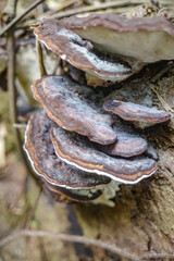 Tambopata, Peru - 28 Nov, 2024: Wild mushroom species growing on trees in the Amazon rainforest