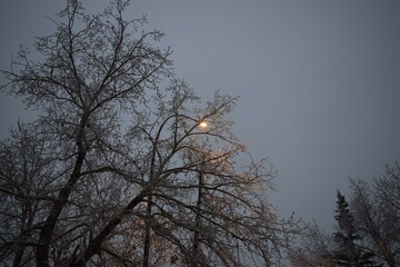Frosty tree branches are gently illuminated by moonlight against a crisp Calgary night sky. This tranquil scene captures the magic of a quiet winter evening.