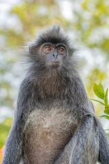Closeup portrait of Tufted gray langur Semnopithecus priam