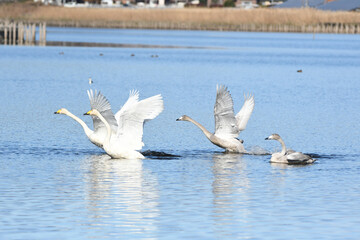 子を空へ誘うオオハクチョウ