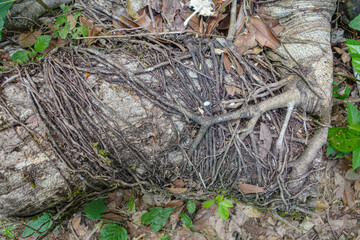 Tambopata, Peru - 27 Nov, 2024: Jungle vines, roots and trees in the Amazon rainforest