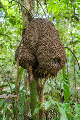 Tambopata, Peru - 26 Nov, 2024: Termite nest on tree in tropical rainforest