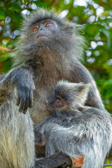 Closeup portrait of Tufted gray langur Semnopithecus priam