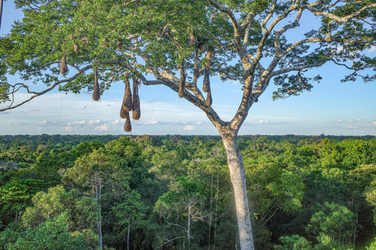 Tambopata, Peru - 26 Nov, 2024: Oropendola bird nests hanging from tall trees in the Peruvian Amazon