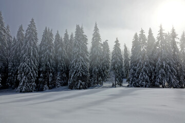 Premières neiges de décembre 2024, randonnée raquette dans le Vercors à Autrans en France