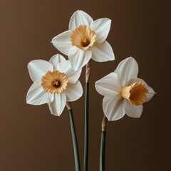 Fototapeta premium Daffodils with cream petals and orange centers arranged gracefully against a warm brown background showcasing