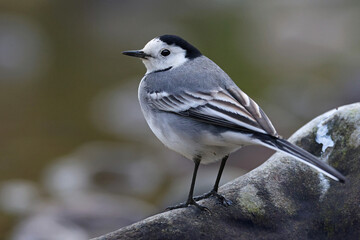Obraz premium Portrait of an adult white wagtail (Motacilla alba) perched in a rock by the river. Beautiful and cute garden bird looking for insects in the wild. High resolution image of a bird and habitat.