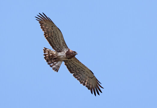 Short-toed eagle (Circaetus gallicus) in flight. Snake eagle flying with blue sky background. Portrait of a powerful wild eagle with yellow eye looking for prey. Asturias, Spain.