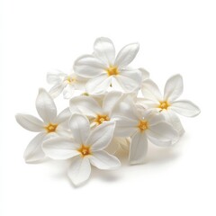 Obraz premium Isolated white jasmine flower on white.