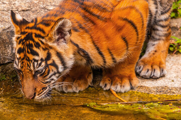 Sumatran tiger family with two little cubs
