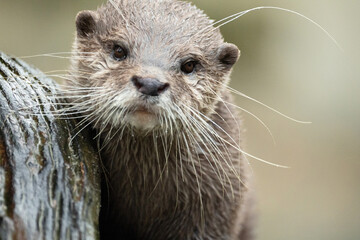 Asian small clawed otter Amblonyx cinerea, small clawed otter