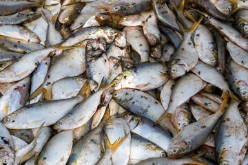 du poissons avec des mouches dans le port de pêche traditionnel de la ville de Saint Louis du Sénégal en Afrique