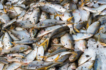 du poissons avec des mouches dans le port de pêche traditionnel de la ville de Saint Louis du Sénégal en Afrique