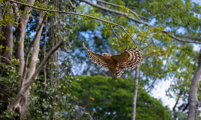 Female Buffy fish owl flying back to the nest to respawn eggs at Khao Yai National Park, Thailand.