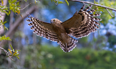 Female Buffy fish owl flying back to the nest to respawn eggs at Khao Yai National Park, Thailand.