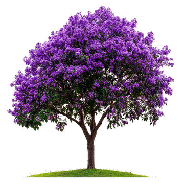 Lush purple flowering tree isolated on white.