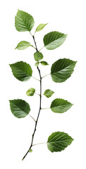 Green tree branch with fresh leaves, isolated on transparent background. botanical nature and environment concept