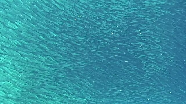 A school of fish swimming in the ocean. The fish are in a tight formation, with some of them swimming in a line and others swimming in a circle. The water is clear and blue