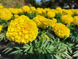 Beautiful Marigold flower in the garden, Thailand