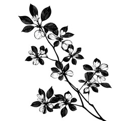 Monochrome illustration of blossoming branch.